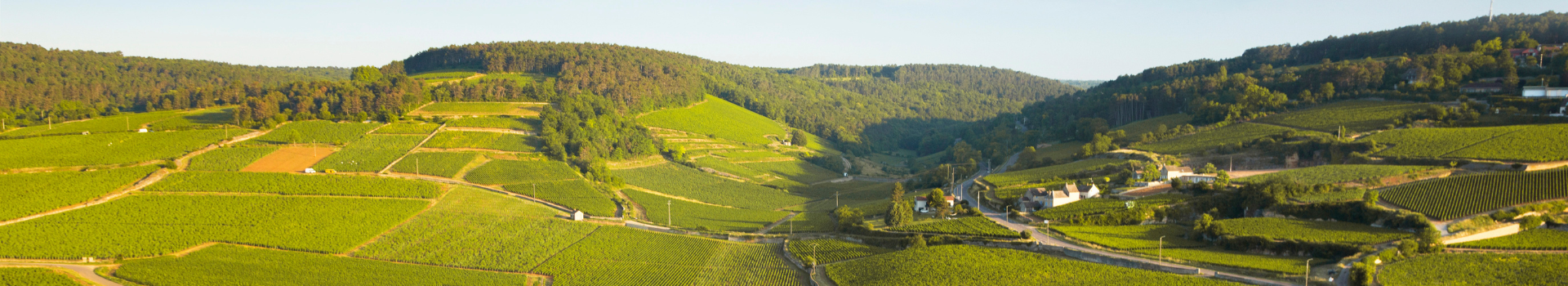 vignes-163