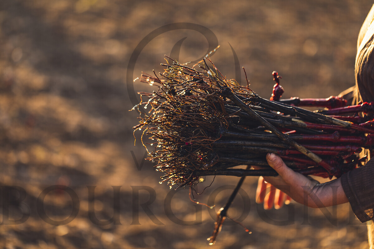 0006-plantation-21042018-4401-maselection-151865