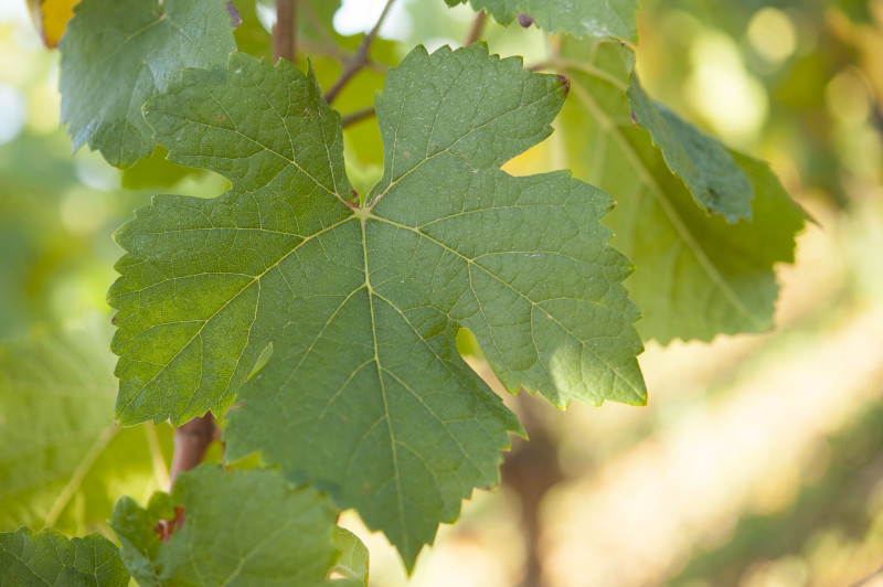 bivb-grappes-9-septembre-2019-10-151678