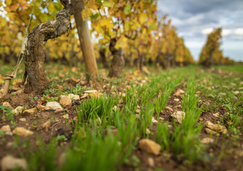 gest-151912 gest-151912